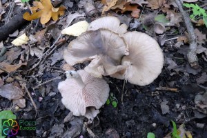 Entoloma rhodopolium (1)